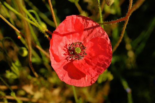 blossom  bloom  red