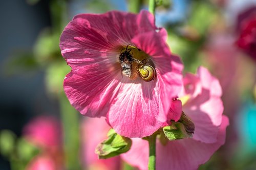 blossom  bloom  hummel