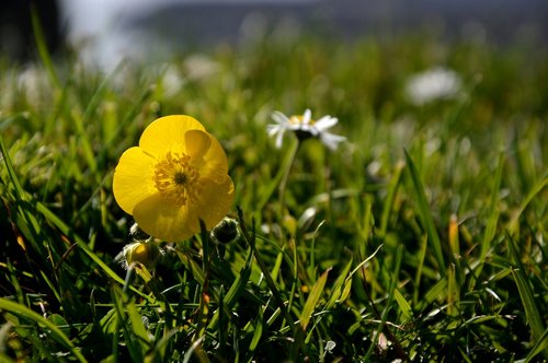 blossom  bloom  meadow