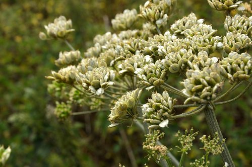 blossom  bloom  umbel