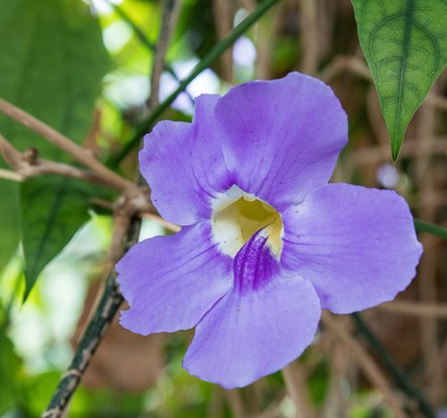 blossom  bloom  plant