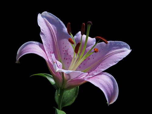 blossom  bloom  lily