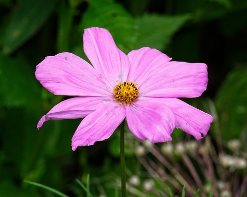 blossom  bloom  pink