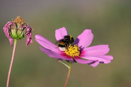 blossom  bloom  hummel