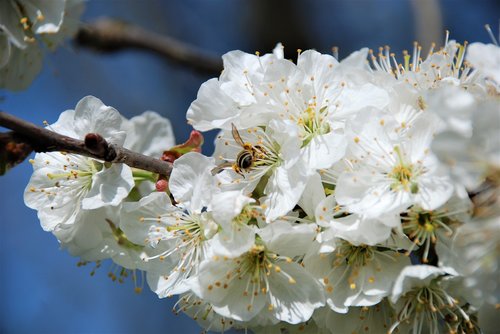 blossom  bloom  white