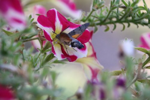 blossom  bloom  insect