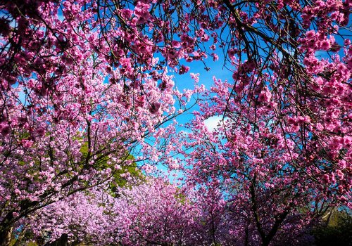 blossom  pink  nature