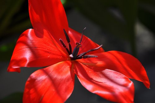 blossom  bloom  red