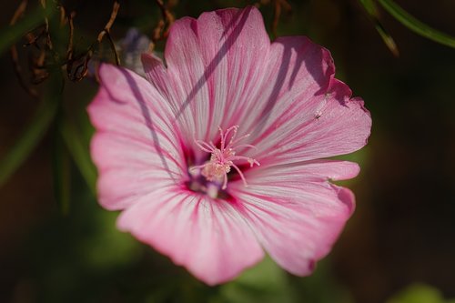 blossom  bloom  wild flower