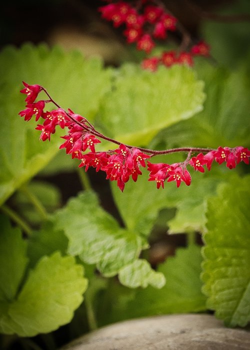 blossom  bloom  red