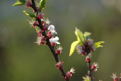 blossom  bloom  spring