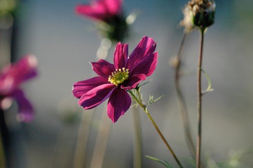 blossom  bloom  purple