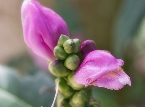 blossom  bloom  public record