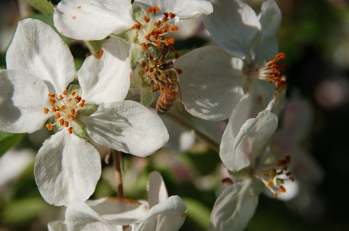 blossom  bee  flowers