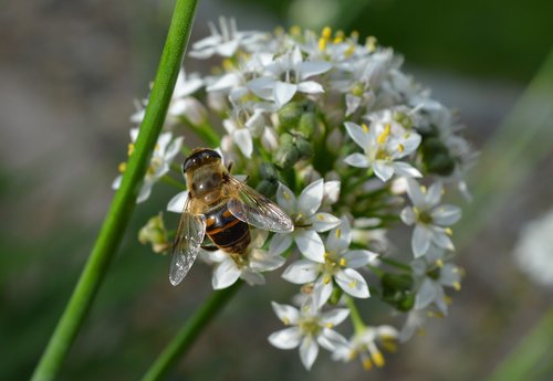 blossom  bloom  bee