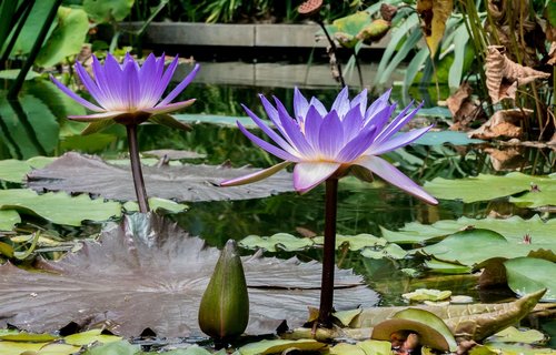 blossom  bloom  water flower