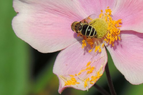 blossom  bloom  insect