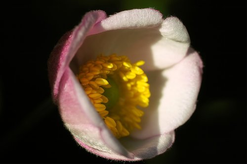blossom  bloom  fall anemone
