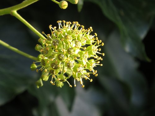 blossom  bloom  inflorescence