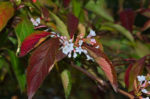 blossom  bloom  white