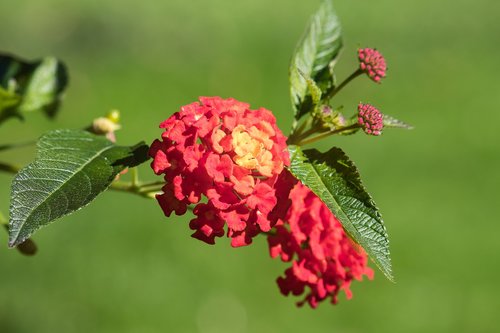 blossom  bloom  plant