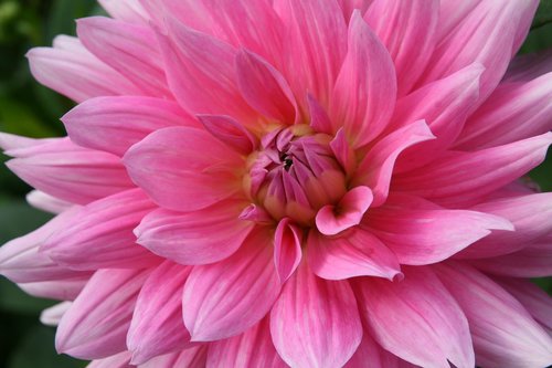 blossom  bloom  dahlia