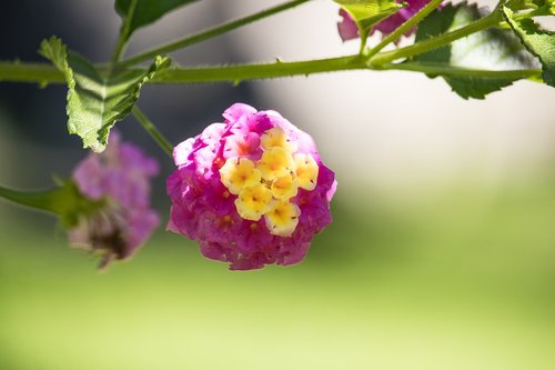 blossom  bloom  plant