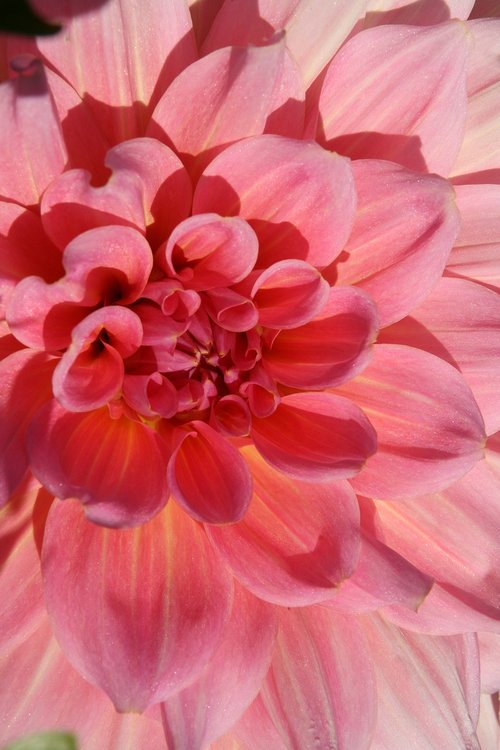 blossom  bloom  dahlia