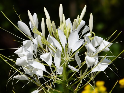 blossom  bloom  flower