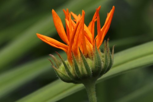 blossom  bloom  bud