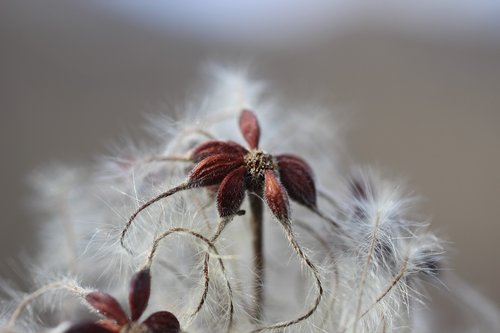 blossom  bloom  winter