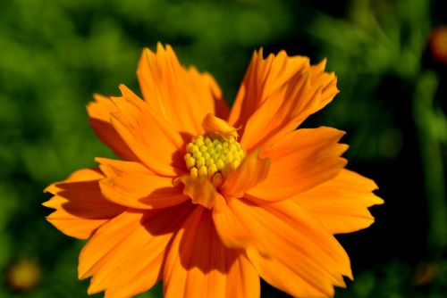 blossom orange flower