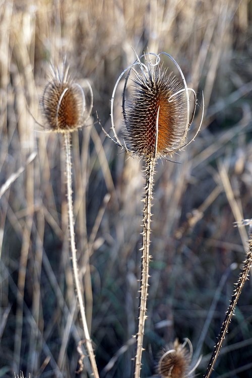 blossom  bloom  grass