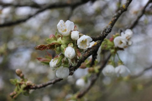 blossom  bloom  branch