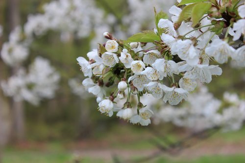 blossom  bloom  branch