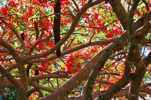 blossom  red  flower