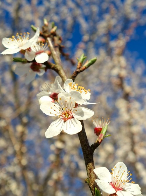 blossom  spring  flora