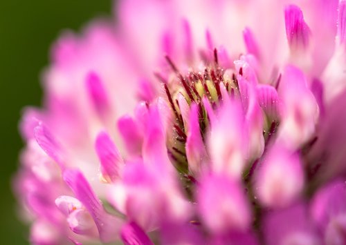 blossom  plant  flower