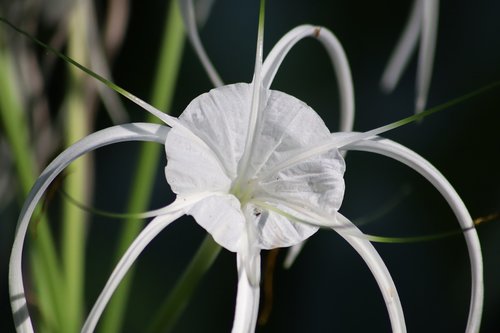 blossom  bloom  flower