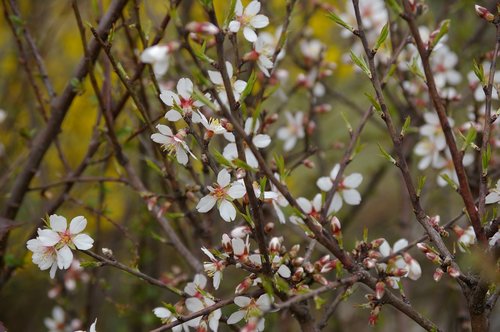 blossom  bloom  rose hip