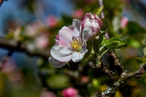 blossom  bloom  spring