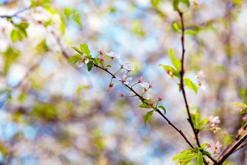 blossom  branch  sheet