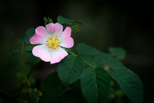 blossom  bloom  pink