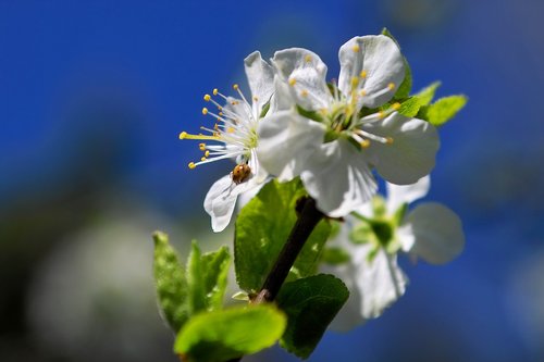 blossom  bloom  nature