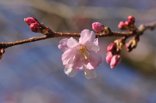 blossom  prunus  spring