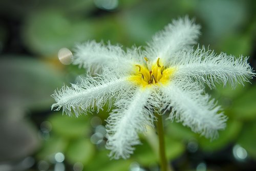 blossom  bloom  filigree