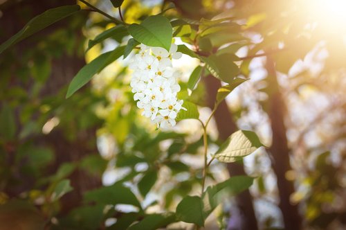 blossom  bloom  white