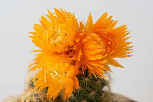 blossom  bloom  cactus blossom