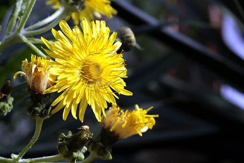 blossom  bloom  dandelion