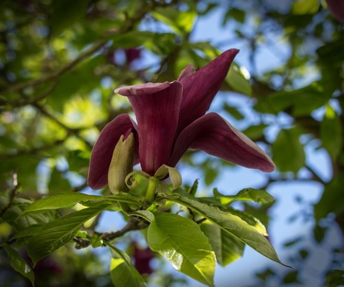 blossom  bloom  flower